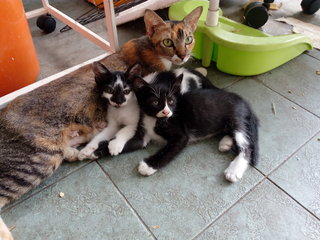 Kepong Kitties - Domestic Short Hair Cat