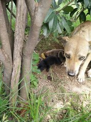 1 Month Old Puppies - Mixed Breed Dog