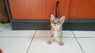 Kitten - Domestic Short Hair + Domestic Medium Hair Cat