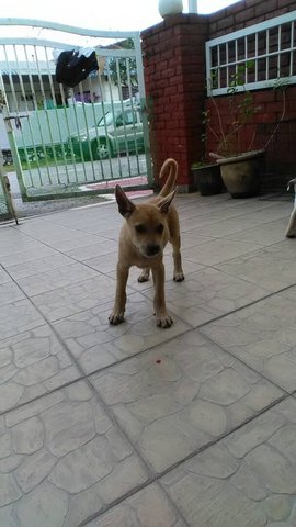 Cute Brown Pup - Mixed Breed Dog