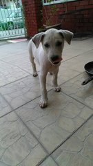 Cute White Pup - Mixed Breed Dog