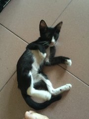 Tuxedo Kitten  - Domestic Short Hair Cat