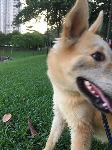 Luna - Husky + Golden Retriever Dog