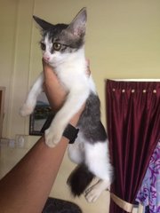 Beautiful And Healthy Kitten - Domestic Medium Hair + Domestic Short Hair Cat