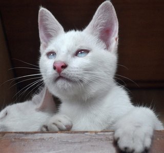 ♥ Florentino (Albino) ♥ - Domestic Medium Hair Cat