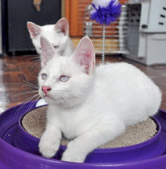 ♥ Florentino (Albino) ♥ - Domestic Medium Hair Cat