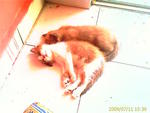 Mylulu - British Shorthair + Siamese Cat