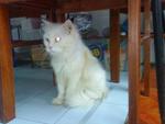 Bobot - Oriental Long Hair + Domestic Long Hair Cat