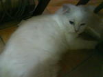 Bobot - Oriental Long Hair + Domestic Long Hair Cat