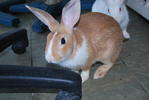 PF8394 - Bunny Rabbit Rabbit