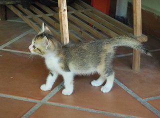 Cutie - Domestic Short Hair Cat