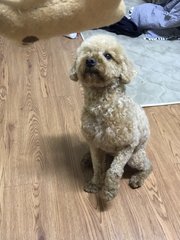 Milo - Poodle Dog