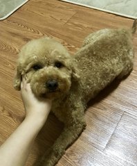 Milo - Poodle Dog