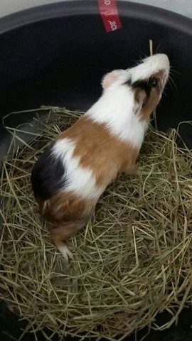 Nobita - Guinea Pig Small & Furry