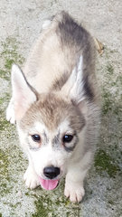 Husky Mix Puppy For Adoption - Siberian Husky Mix Dog