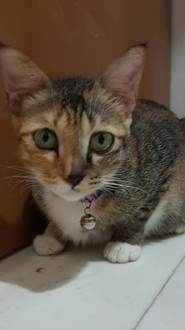 Little Bell - Domestic Short Hair Cat