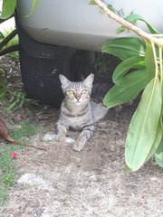 Missing Around Sec19 Pj With Red Collar - Domestic Short Hair Cat