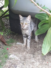 Missing Around Sec19 Pj With Red Collar - Domestic Short Hair Cat