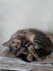 Missing Around Sec19 Pj With Red Collar - Domestic Short Hair Cat