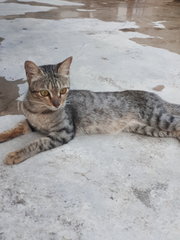 Missing Around Sec19 Pj With Red Collar - Domestic Short Hair Cat