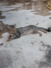 Missing Around Sec19 Pj With Red Collar - Domestic Short Hair Cat