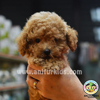 Adorable Female Toy Poo1dle Puppy - Poodle Dog