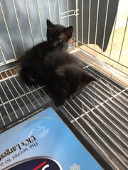 Black &amp; Blackie - Domestic Medium Hair Cat
