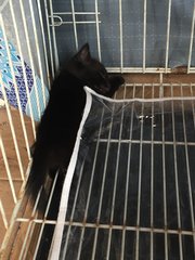 Black &amp; Blackie - Domestic Medium Hair Cat