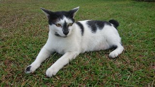 Kaizer - Domestic Short Hair + Bobtail Cat
