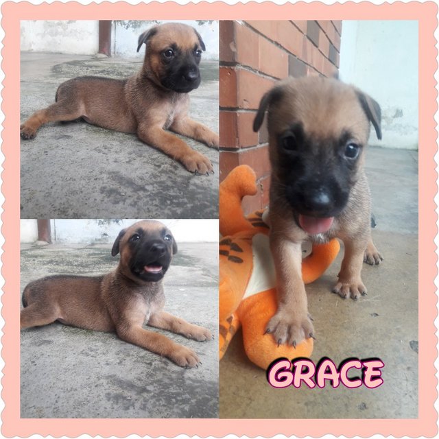 Grace - Mixed Breed Dog