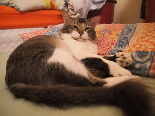 Tapple - Domestic Medium Hair Cat