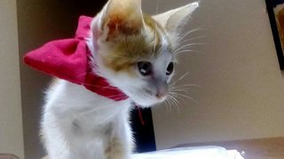 Den - Domestic Short Hair Cat