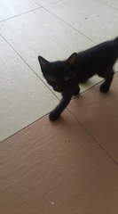 4 Kittens - Domestic Short Hair Cat