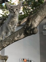 3 Kittens - Domestic Medium Hair Cat