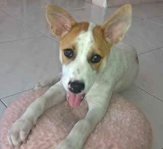 Bubbly Bundle Of Joy - Jack Russell Terrier Mix Dog