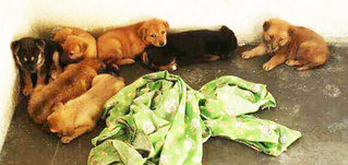 Abandoned Puppies For Adoption - Mixed Breed Dog