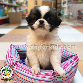 Adorable Japanese Chin Puppies 1 - Japanese Chin Dog