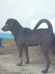 Dao Dao - Mixed Breed Dog