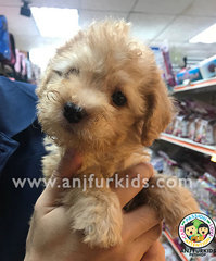 Adorable Cream Toy Poodle Female1 Pup - Poodle Dog