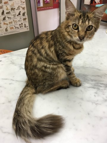 No Name - Domestic Medium Hair Cat