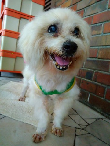 Belle - Maltese + Spitz Dog