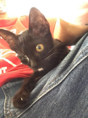 Iris - One Eyed Black Beauty - Domestic Medium Hair Cat