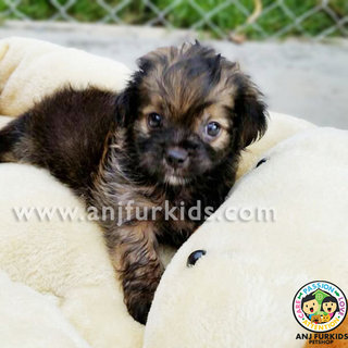 Adorable Female Shih Tzu Mix Poodle1 Pup - Shih Tzu + Poodle Dog