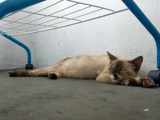 Fluffy Kitten In Damansara! - Domestic Medium Hair Cat