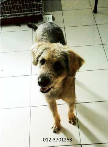 Cute Female Dog - Mixed Breed Dog