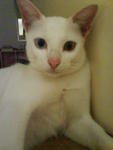 Iyau - Domestic Short Hair Cat