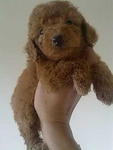 Toy Poodle - Poodle Dog