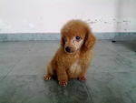 Imported Male Toy Poodle In Hand - Poodle Dog