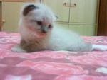 Putih - Persian + Siamese Cat