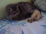 Chibiko with my hamster, Sarah